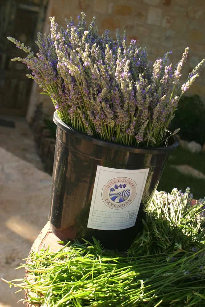 A bucket of freshly cut Hill Country Lavender bundles in Blanco, Texas