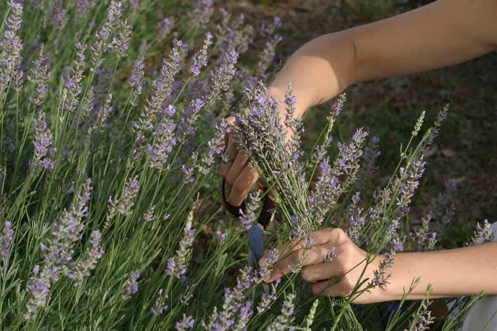 Hands cutting fresh lavender stems with scissors at a u-pick lavender farm