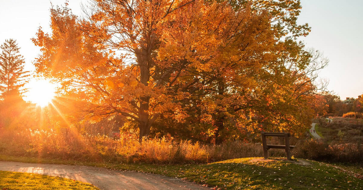 A maple tree in golden fall color at sunset in Cuyahoga Valley National Park, Ohio
