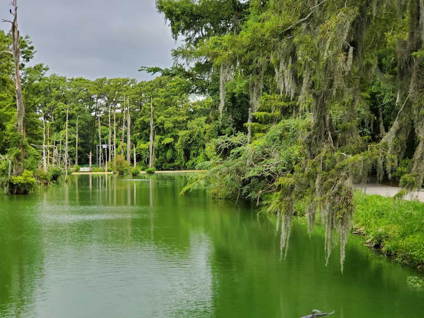 Green cypress-lined bayou channel at Shangri La Botanical Gardens in Orange, Texas