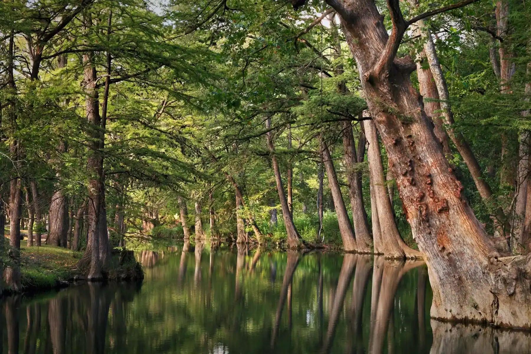 Cypress trees along a creek in the Wimberley valley below Old Baldy