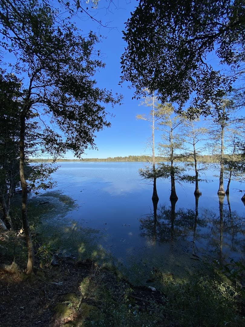 Cypress along the shore of calm water at Martin Dies Jr State Park