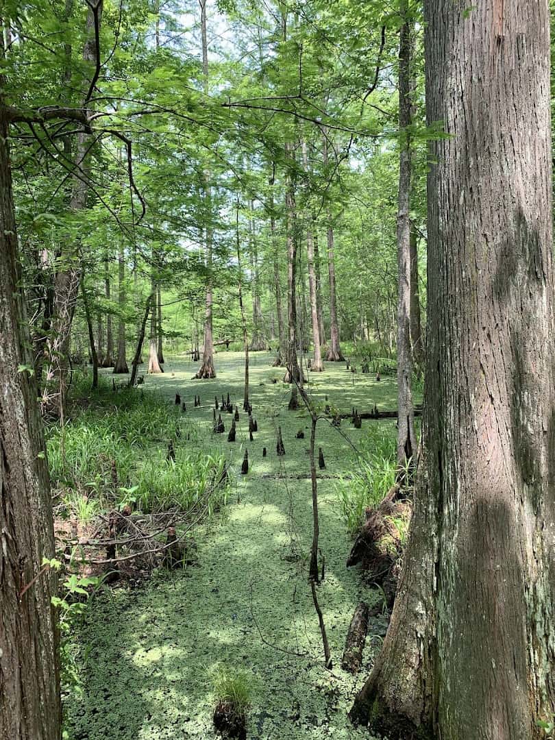 Bald cypress and cypress knees in the swamp forest at Martin Dies Jr State Park