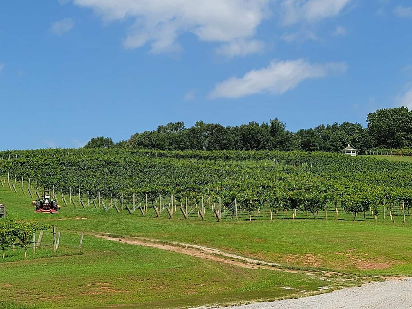 Estate vineyard with mountains at Three Sisters Vineyards in Dahlonega, Georgia
