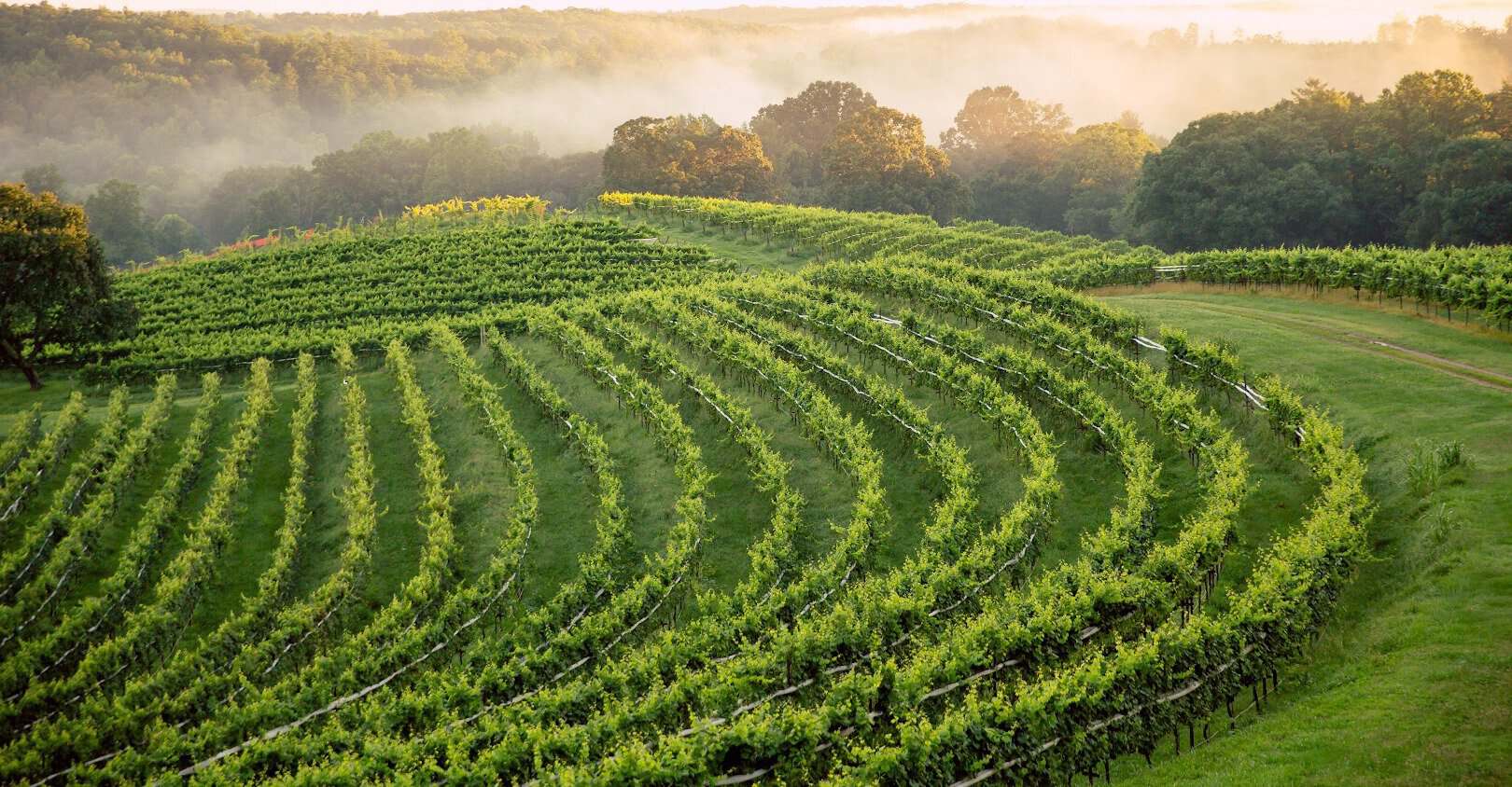 Curving vineyard rows in the North Georgia foothills near Dahlonega, Georgia