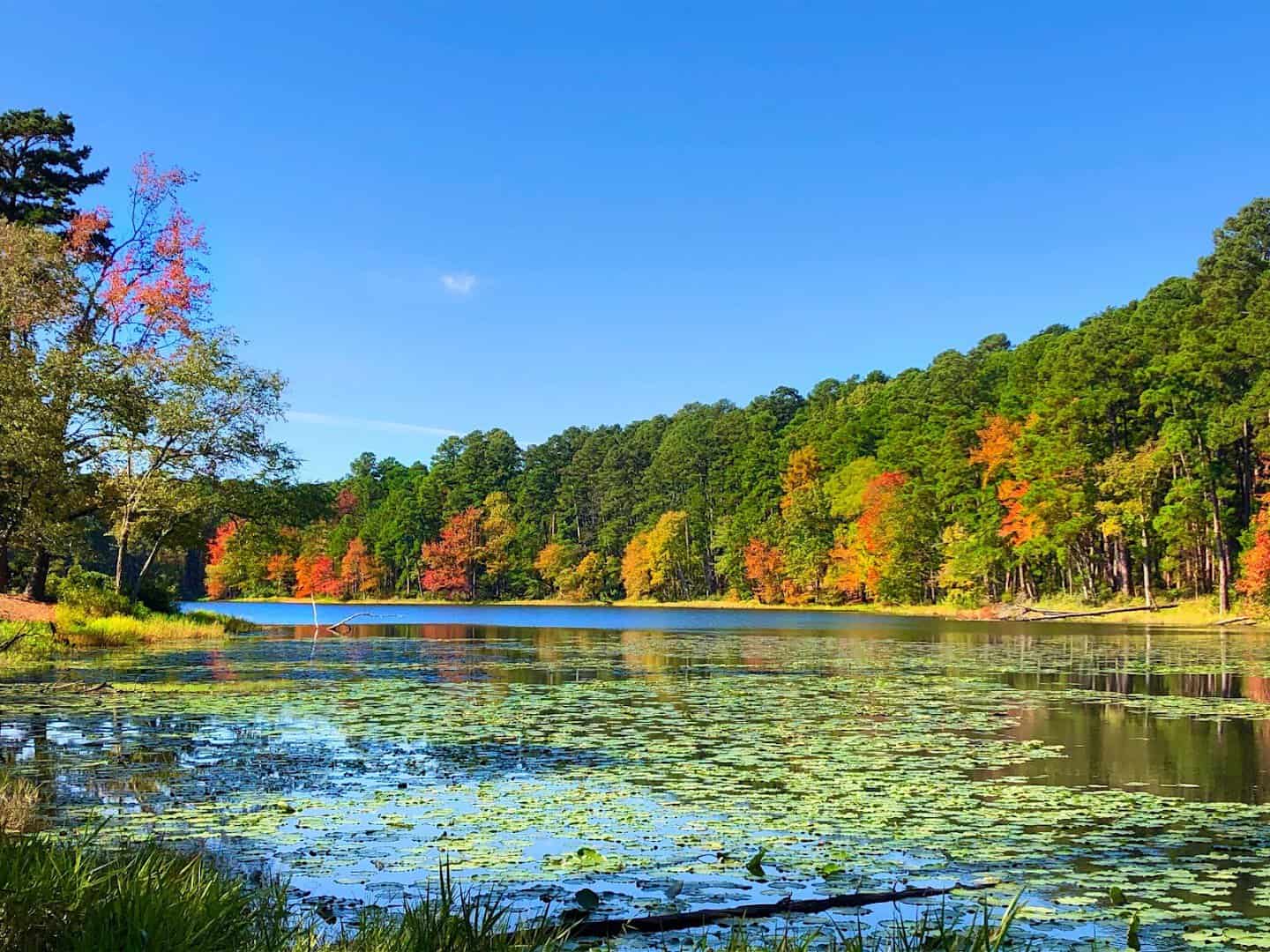 Fall color along the lake at Daingerfield State Park in East Texas