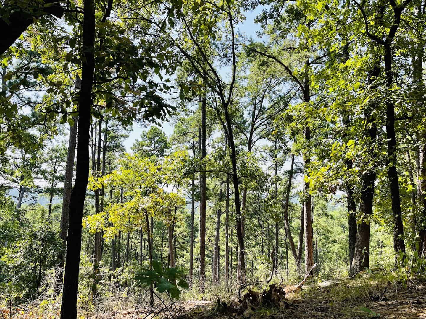 Pine forest along a ridge trail at Daingerfield State Park