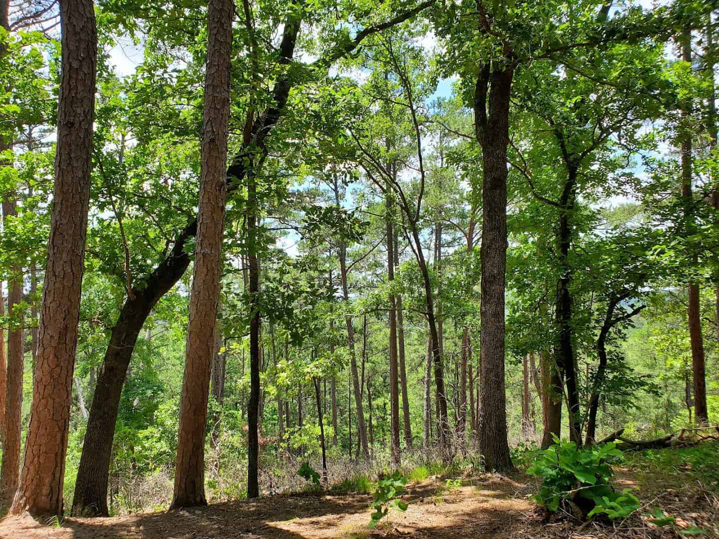 Tall pine and oak forest at Daingerfield State Park in the East Texas Pineywoods