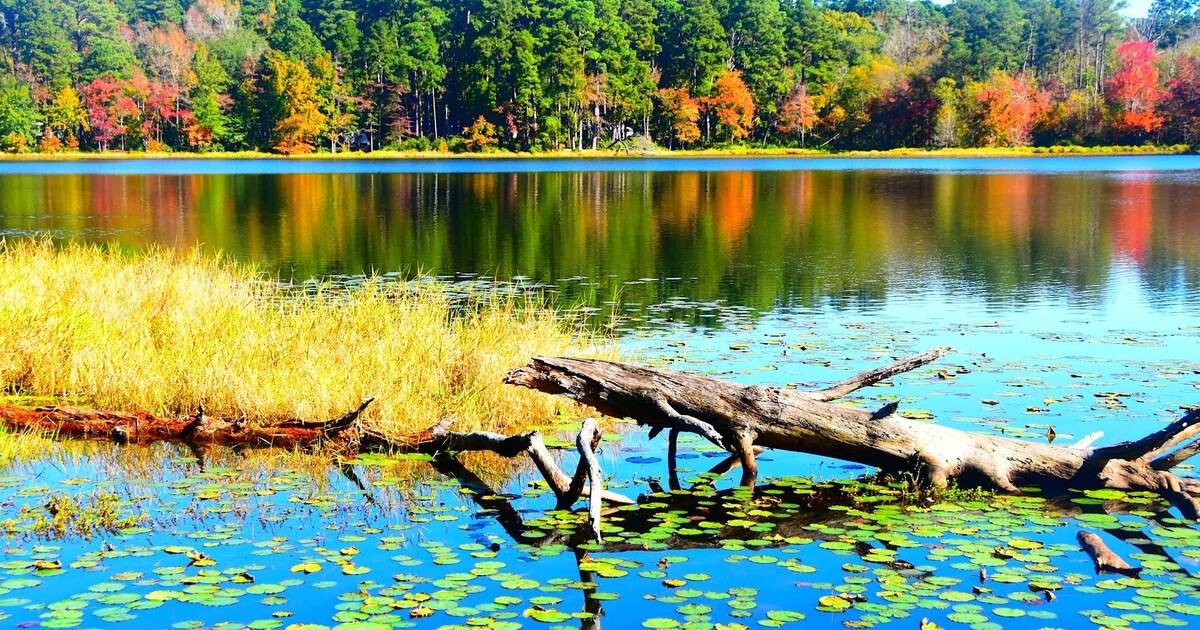 This Tranquil East Texas State Park Is Where Your Worries Go Quiet Under the Pines