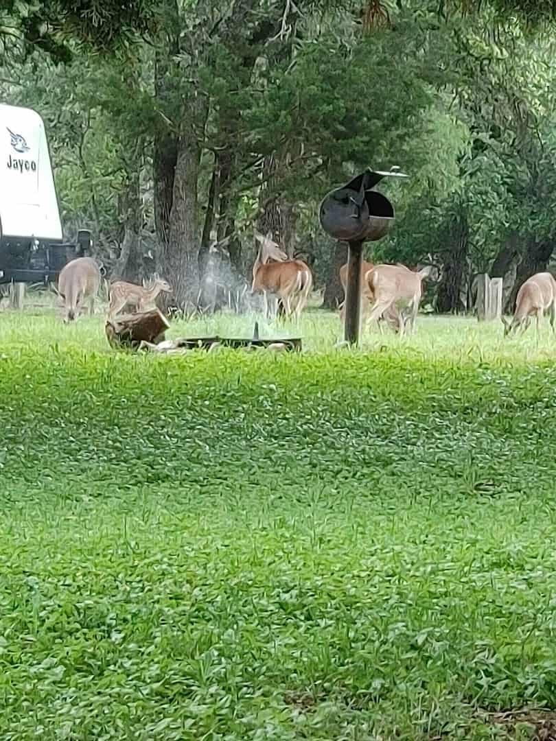Deer grazing near the shore at Belton Lake