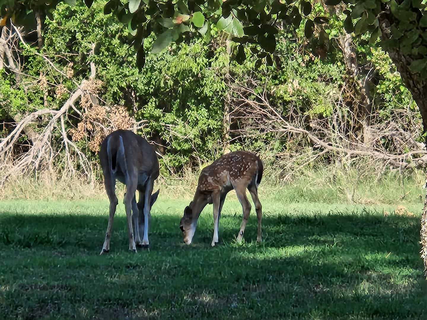 Two deer in the grass at Eisenhower State Park near Denison, Texas