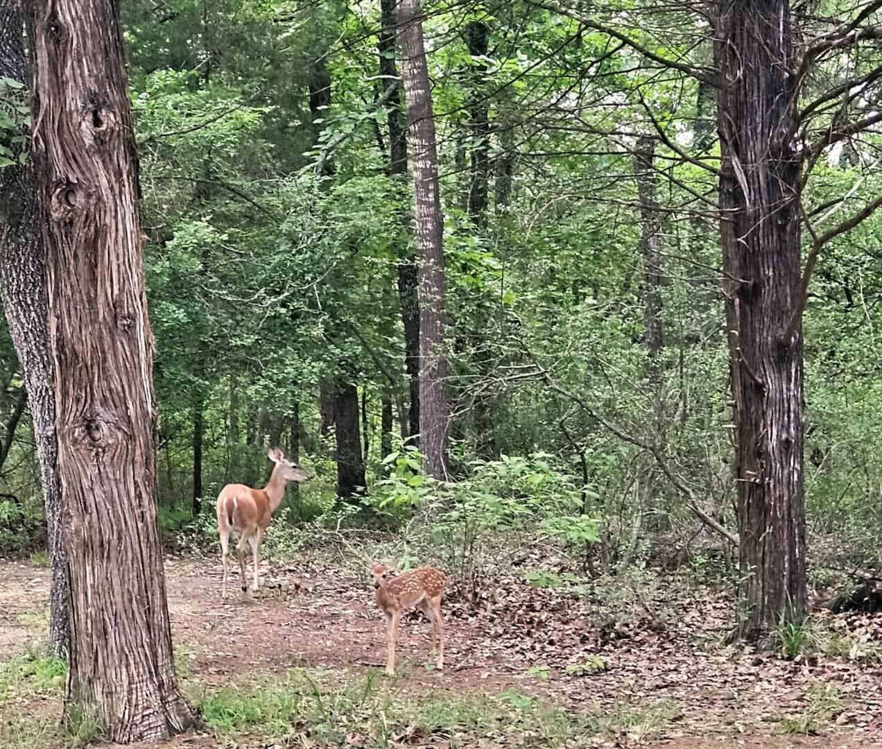 Two deer in the shaded forest along a trail at Purtis Creek State Park