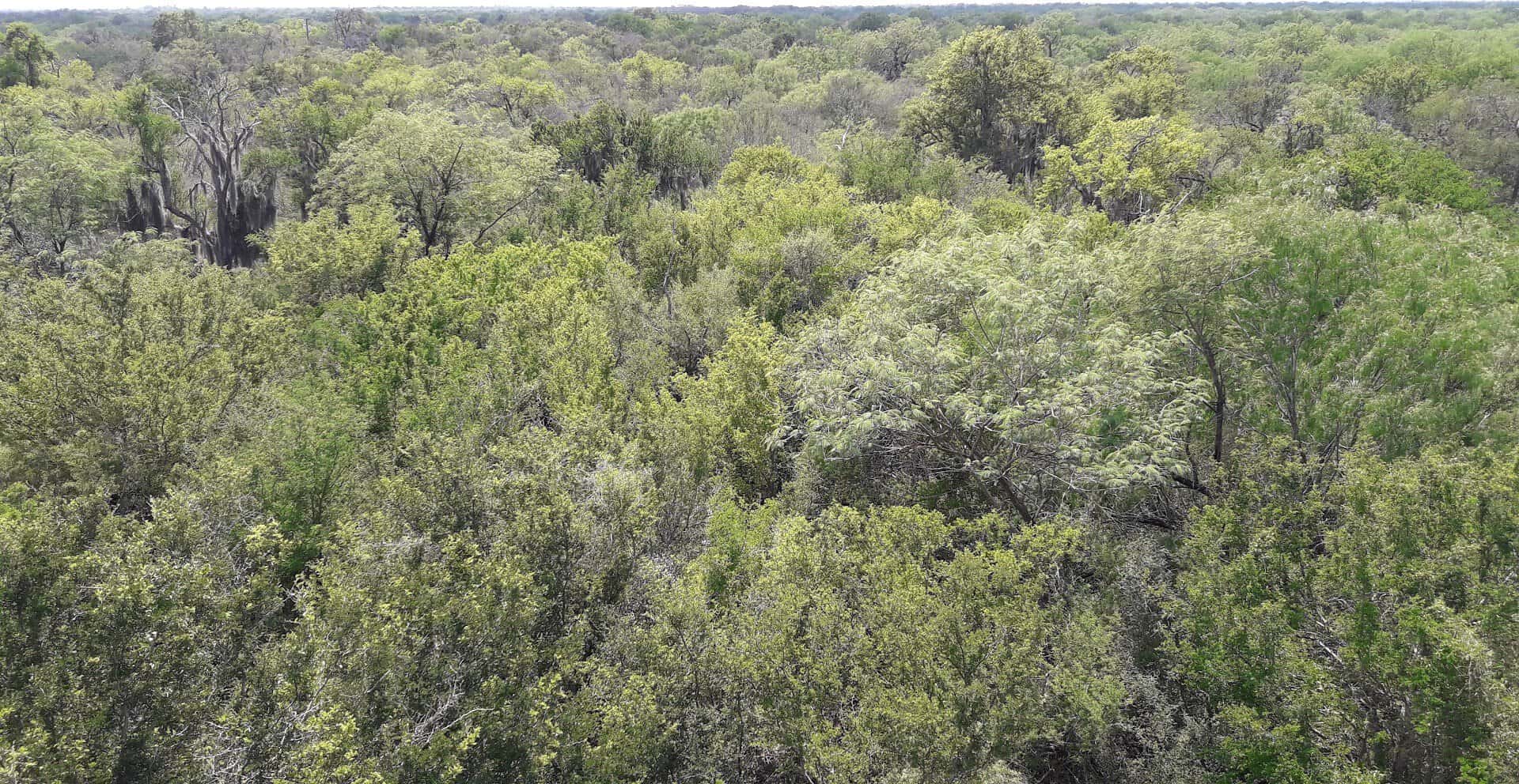 Dense subtropical brush at Santa Ana National Wildlife Refuge