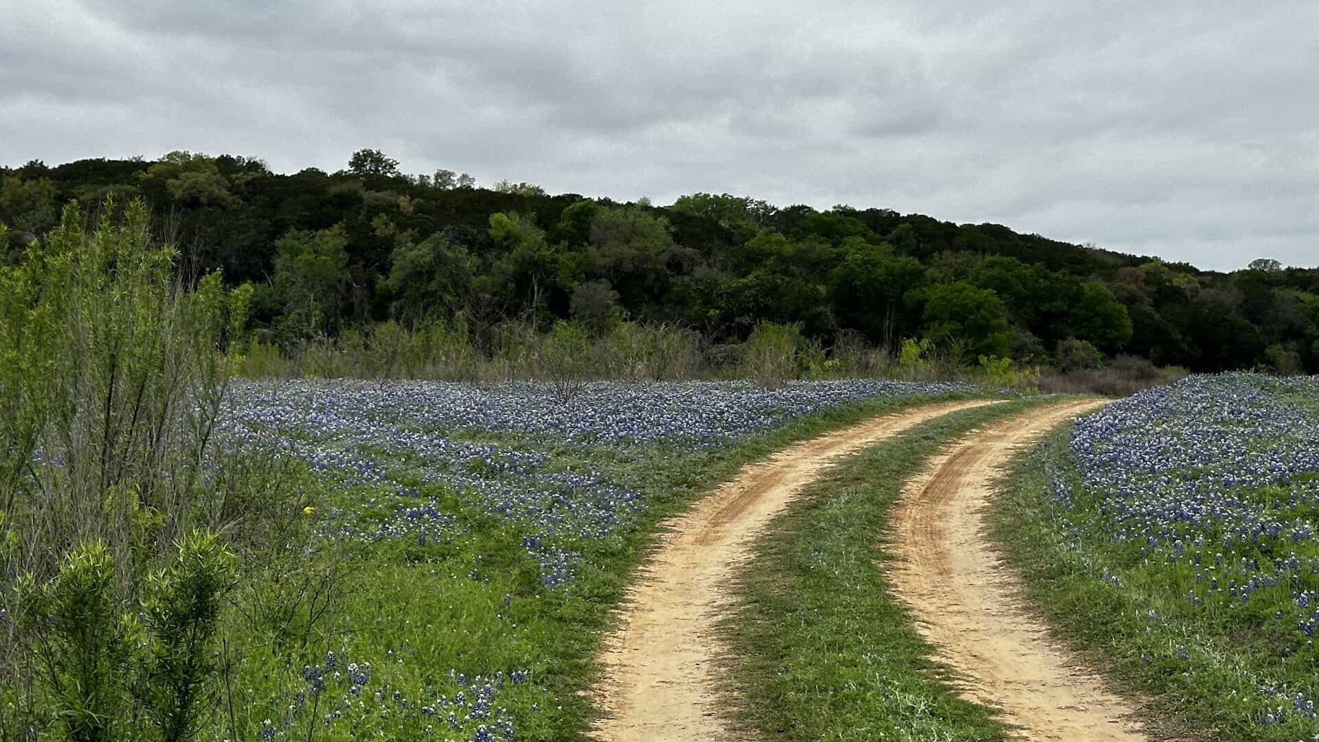 Dirt two track road winding through bluebonnets at Muleshoe Bend