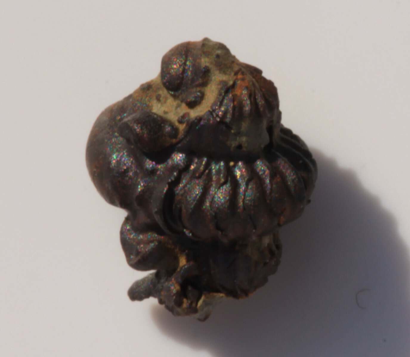 A fossil Ditomopyge trilobite, a rare prize find from the Pennsylvanian sea