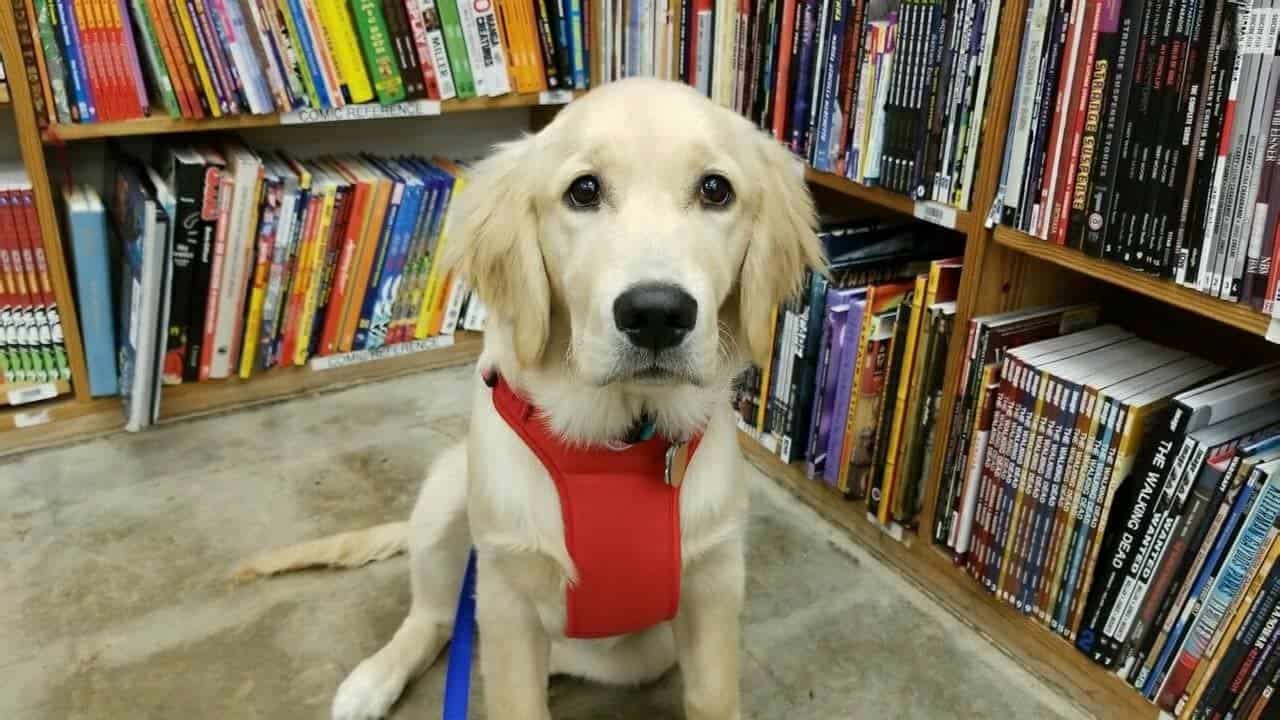 A golden retriever puppy in a red vest sitting in the aisle at dog friendly Half Price Books in Dallas