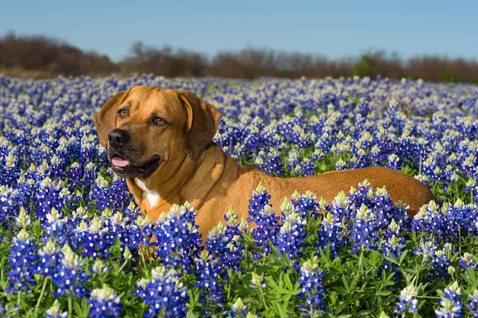 Dog sitting in a field of bluebonnets at Muleshoe Bend Recreation Area