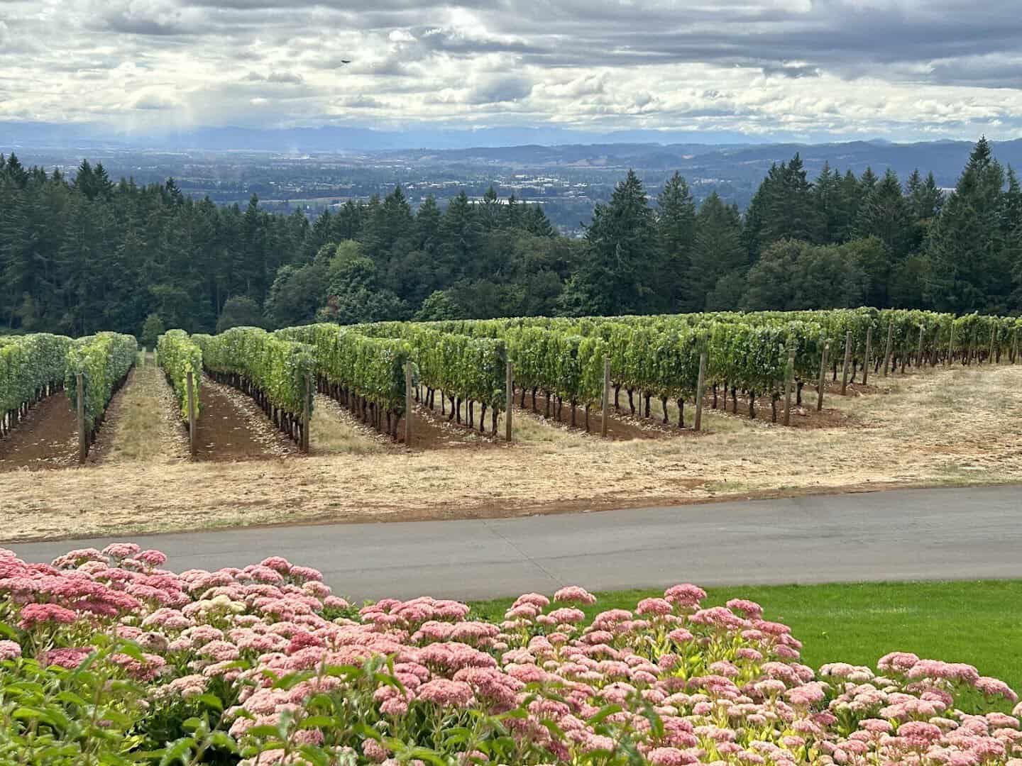 Vineyard rows and pink flowers overlooking the Willamette Valley at Domaine Serene in Dayton, Oregon