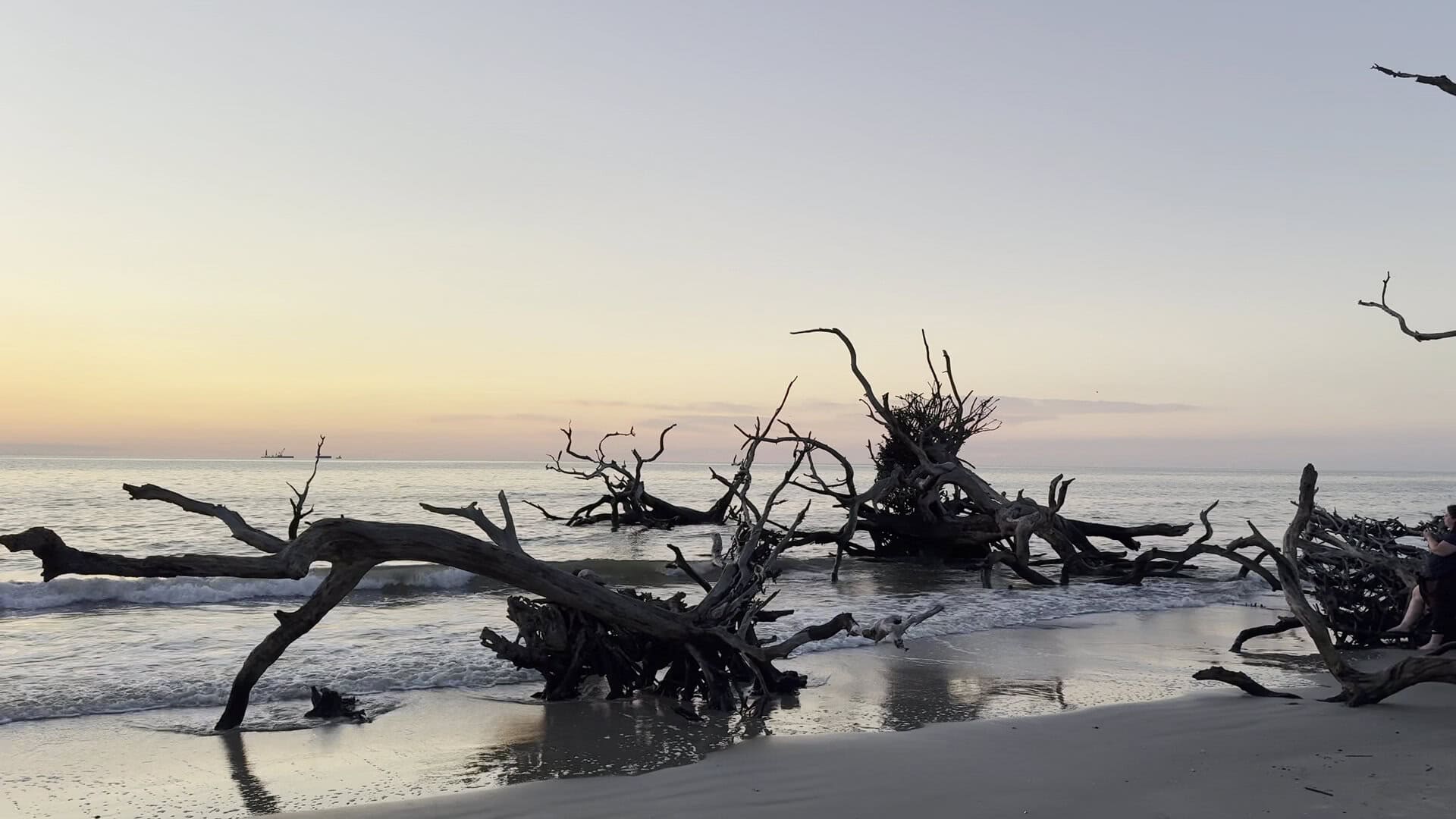 Weathered driftwood trees on the sand at Driftwood Beach, Jekyll Island, Georgia