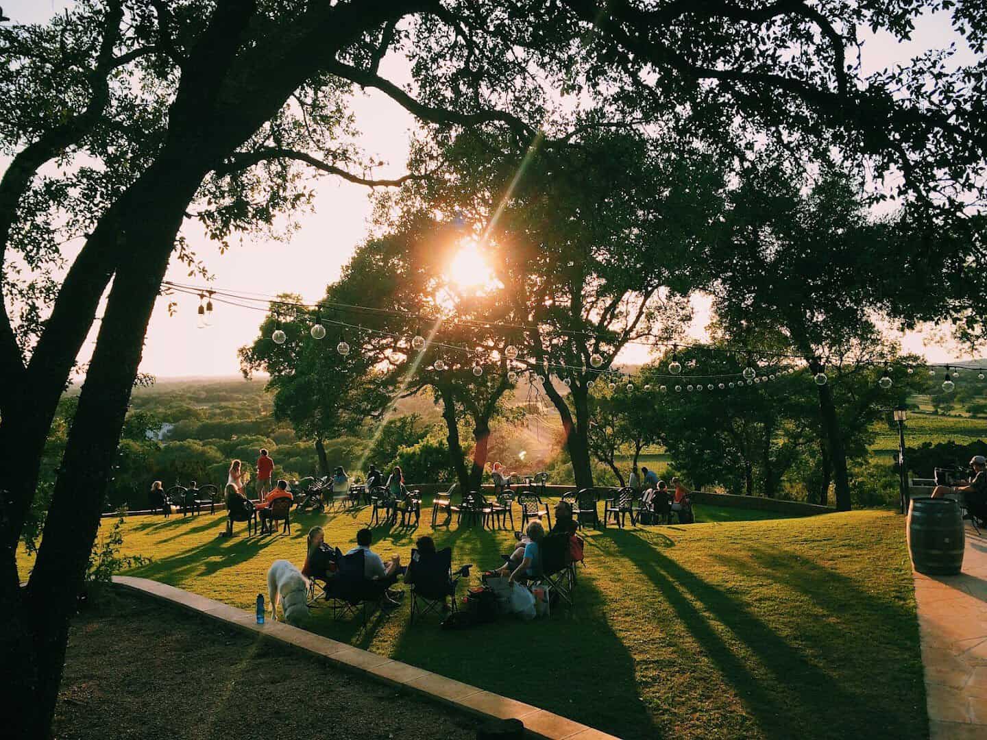 A large live oak strung with lights over a golden lawn at Driftwood Estate Winery