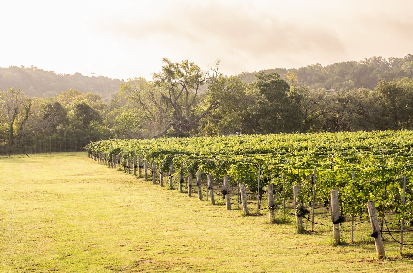 Rows of grapevines at golden hour at Driftwood Estate Winery in Driftwood, Texas
