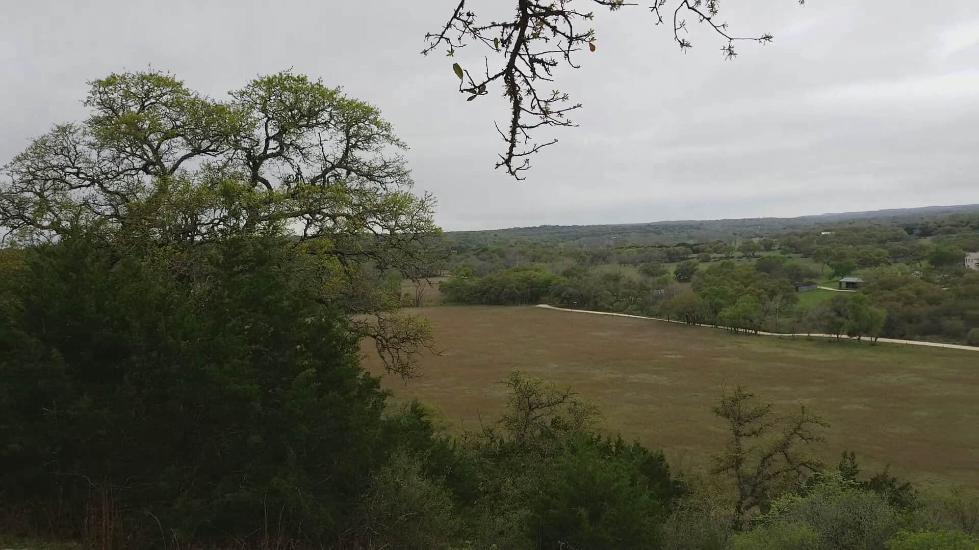 A live oak framing a wide Texas Hill Country vista near Driftwood