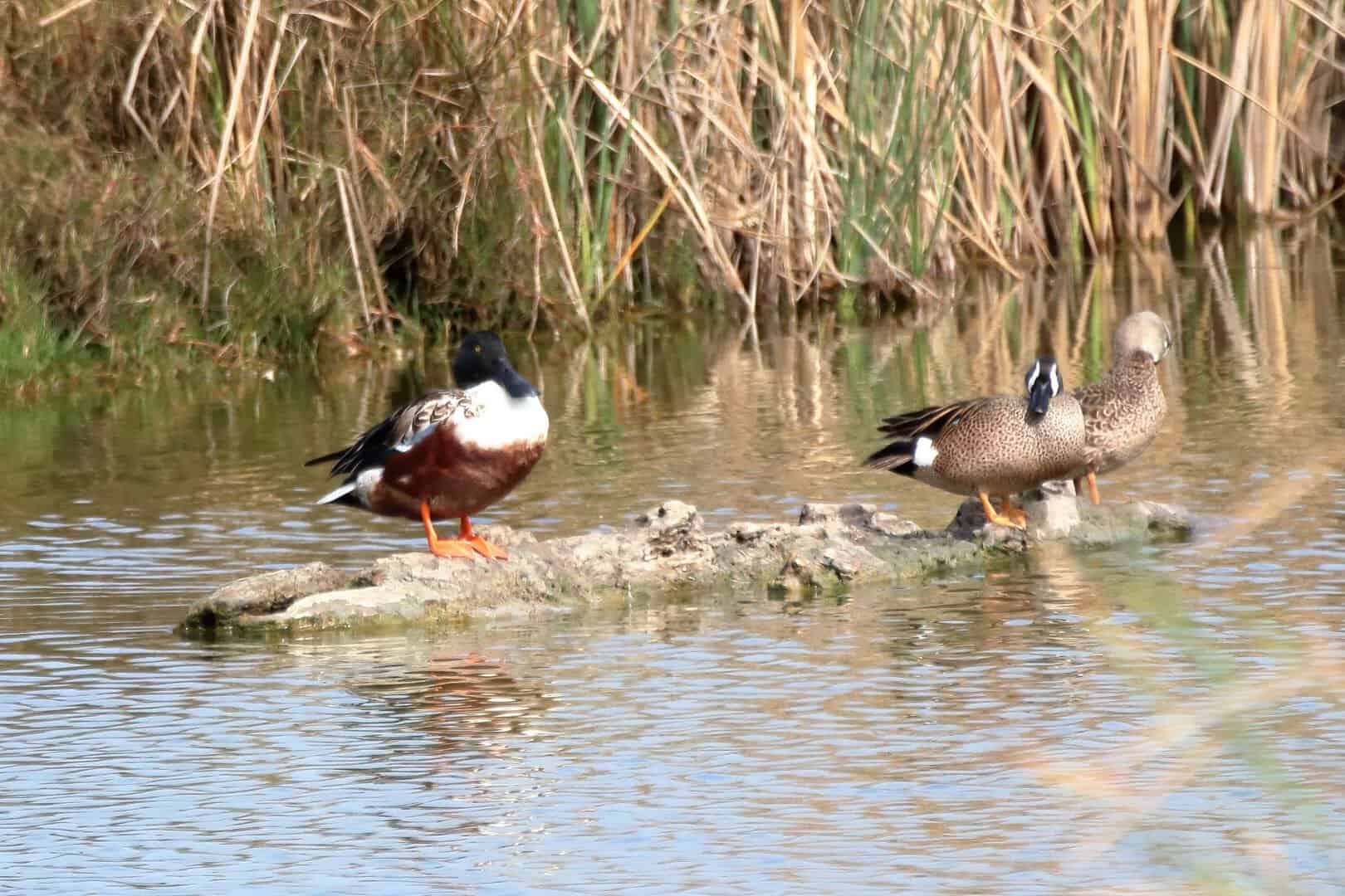 Ducks on the water of the Laguna Madre at South Padre Island