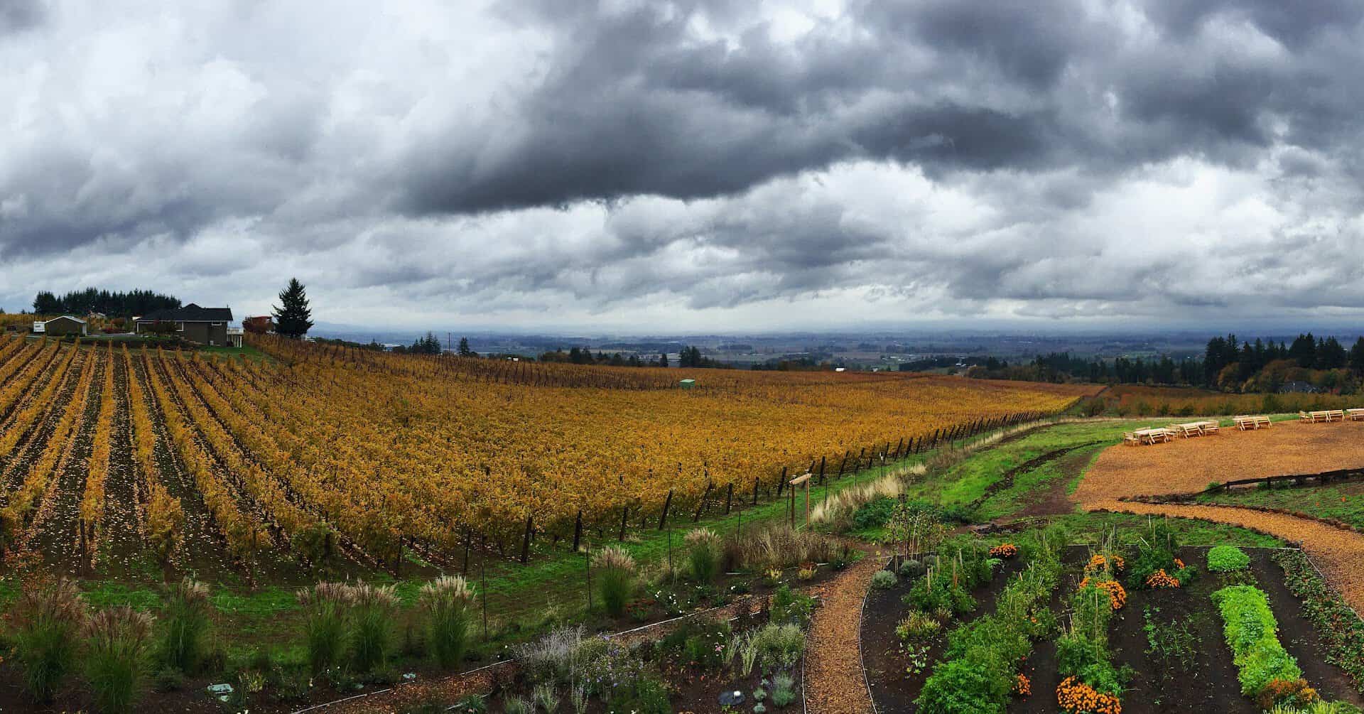 Golden autumn vineyard in the Dundee Hills, Oregon