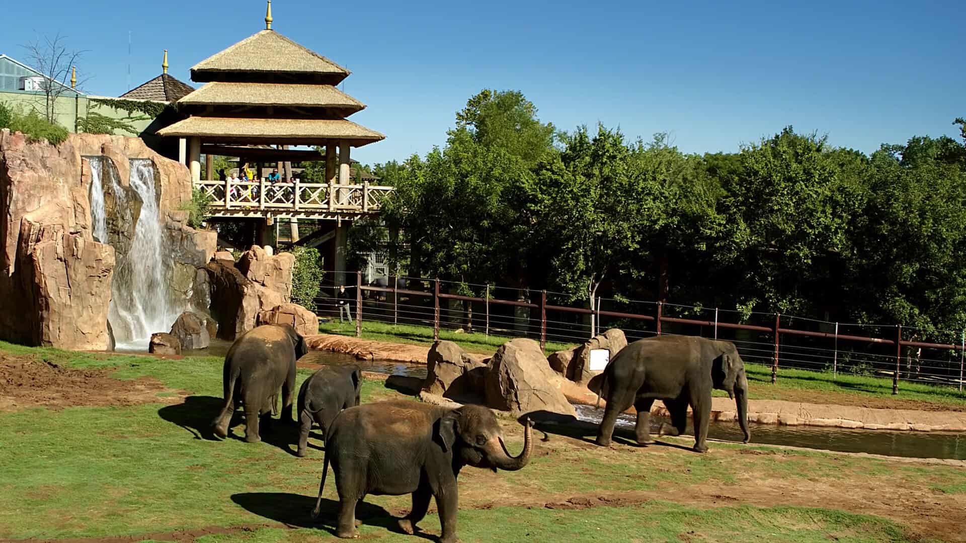 Elephants in their habitat at the Oklahoma City Zoo