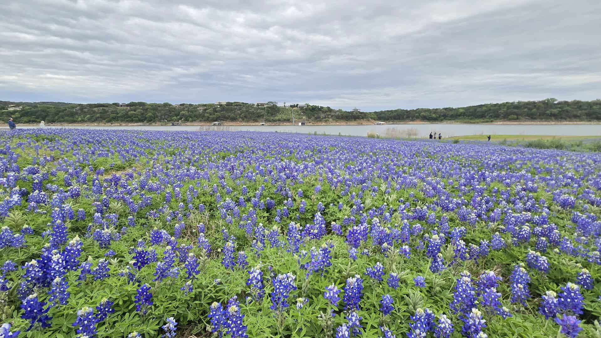 Empty bluebonnet meadow beside Lake Travis at Muleshoe Bend Recreation Area