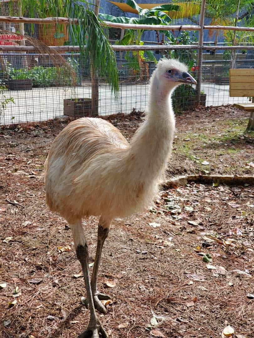An emu at the Houston Interactive Aquarium and Animal Preserve