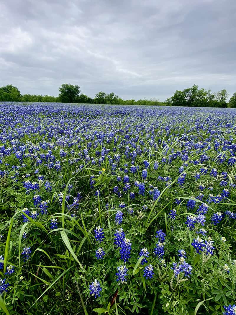 Bluebonnet field under spring clouds near Ennis, Texas