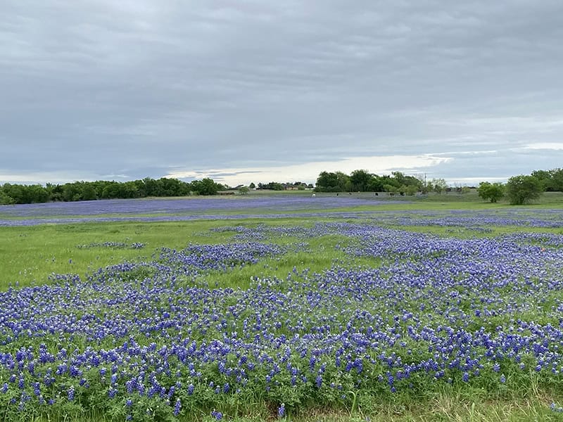 A wide meadow of bluebonnets near Ennis, Texas