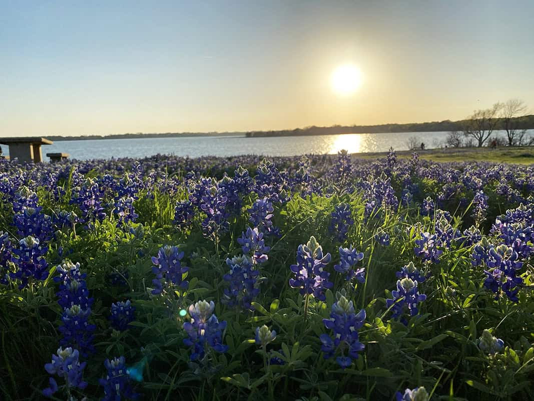 Bluebonnets in front of Bardwell Lake near Ennis, Texas