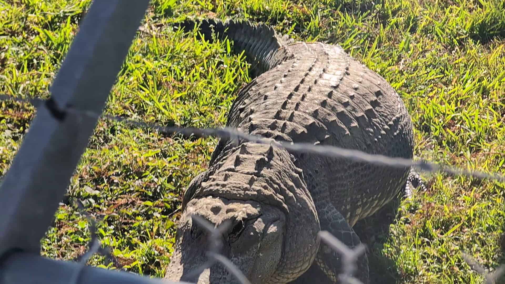 An alligator in the sawgrass at Everglades National Park, Florida