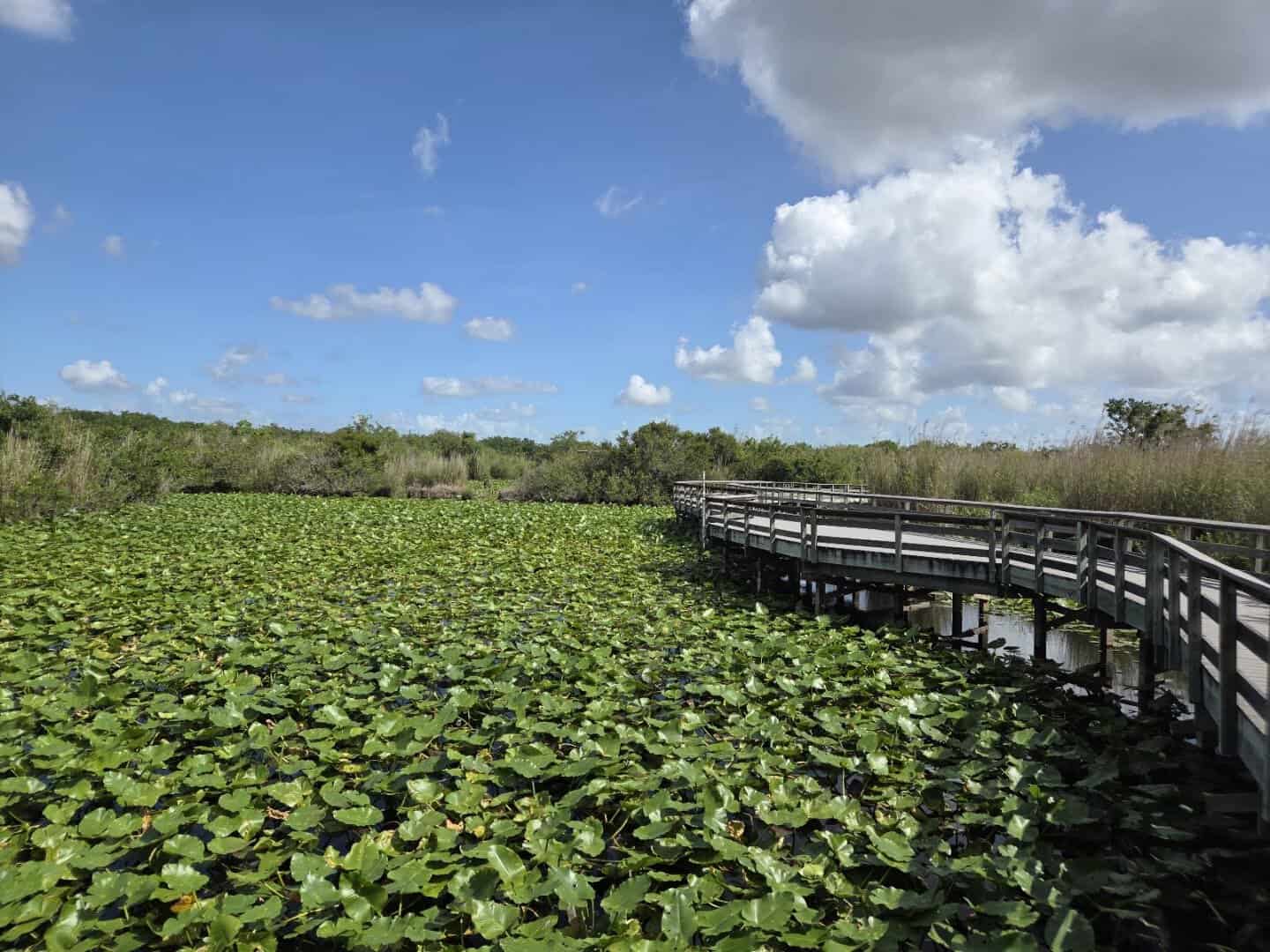 Boardwalk over the marsh on the Anhinga Trail at Everglades National Park, Florida