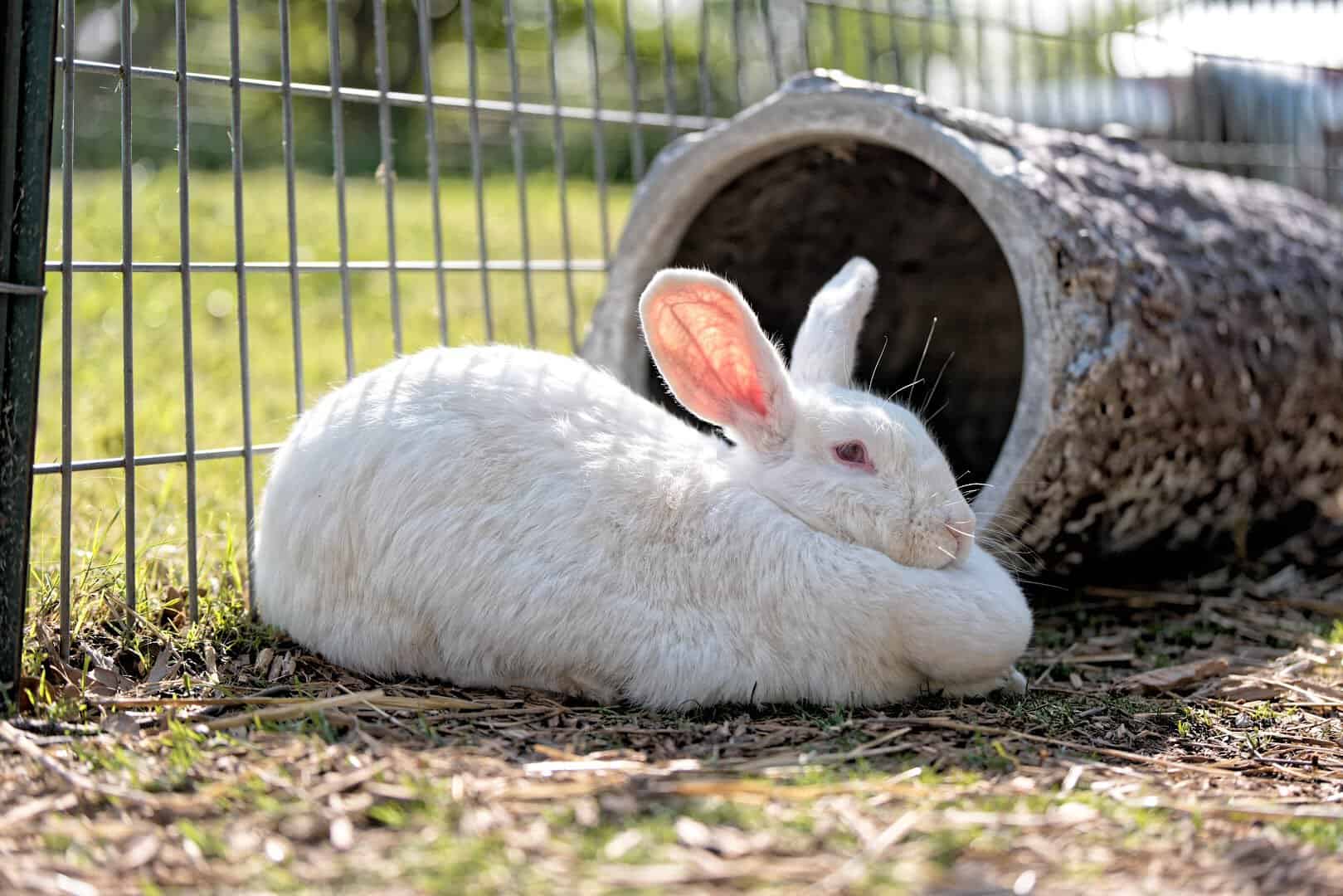 White Flemish giant rabbit at Huddin Homestead Fun Farm in Rockwall, Texas