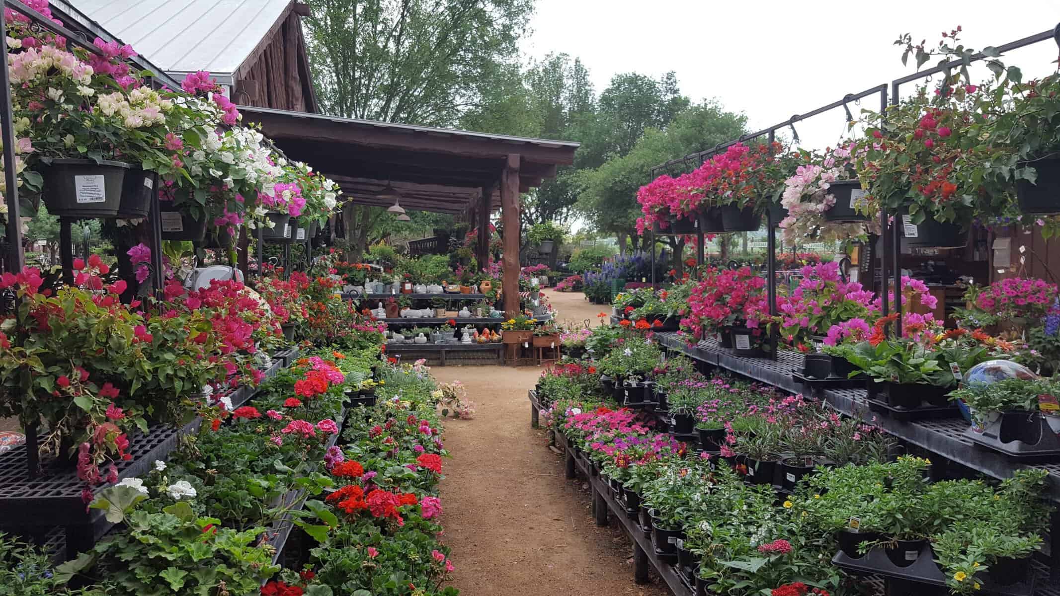 Rows of blooming potted flowers in the nursery at Wildseed Farms
