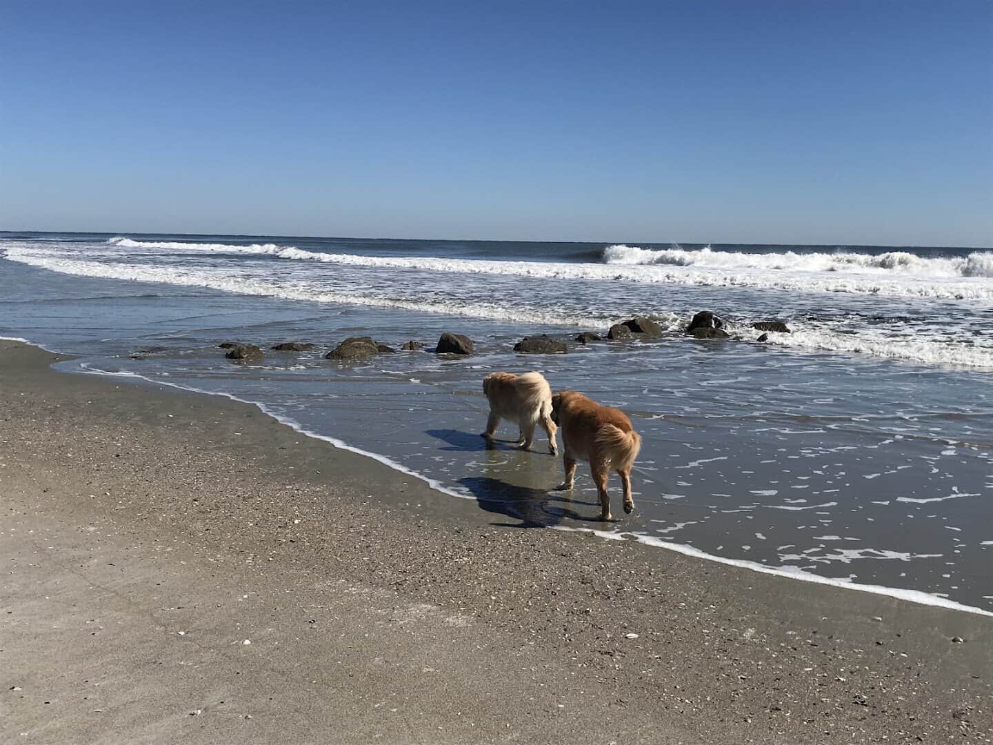 Surf breaking on the sandy shore at Folly Beach near Charleston, SC