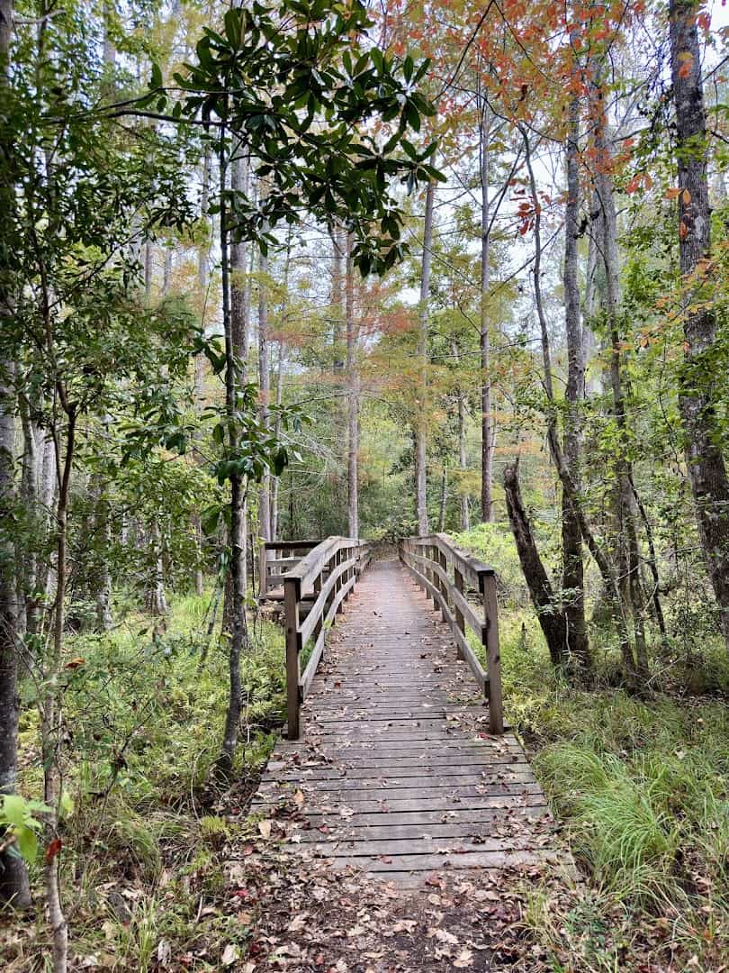 Boardwalk trail through the forest at Martin Dies Jr State Park
