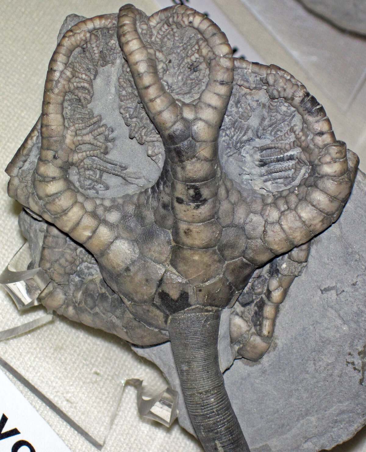 A fossil crinoid crown, the sea lily whose bead like stem segments are the most common find at Mineral Wells Fossil Park