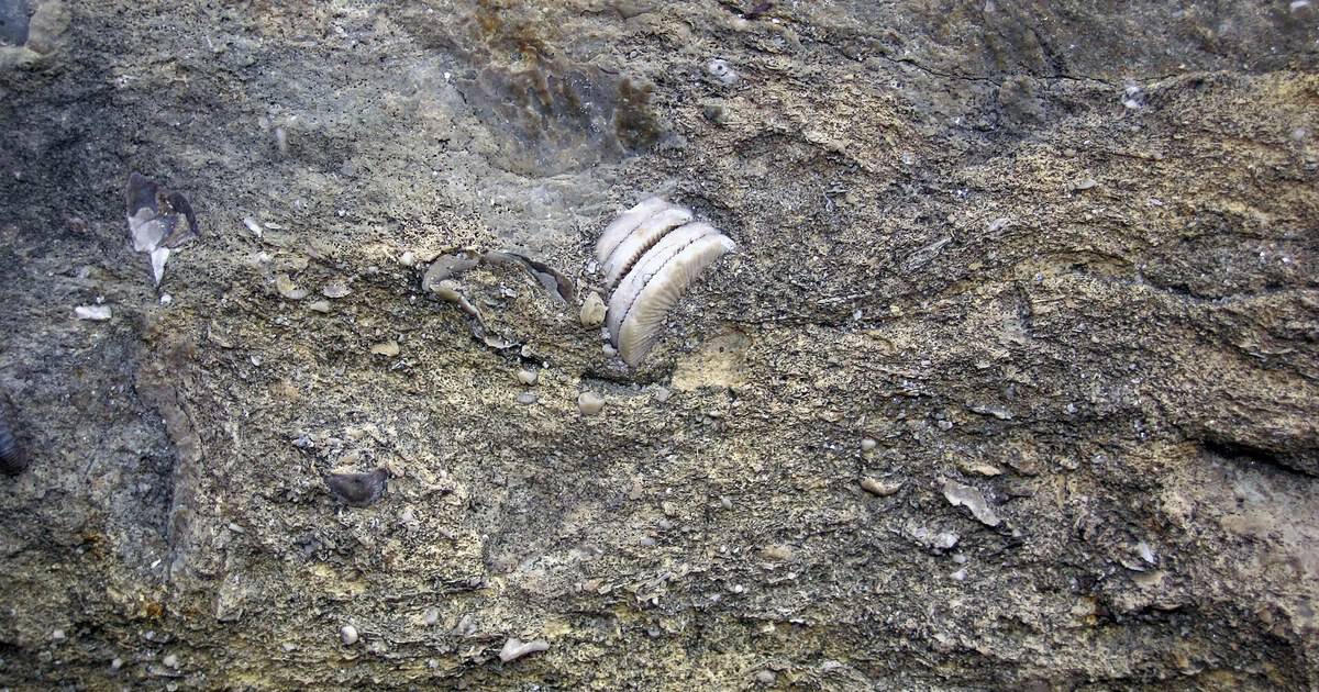 This Prehistoric Texas Park Lets You Dig Up 300-Million-Year-Old Fossils and Keep What You Find