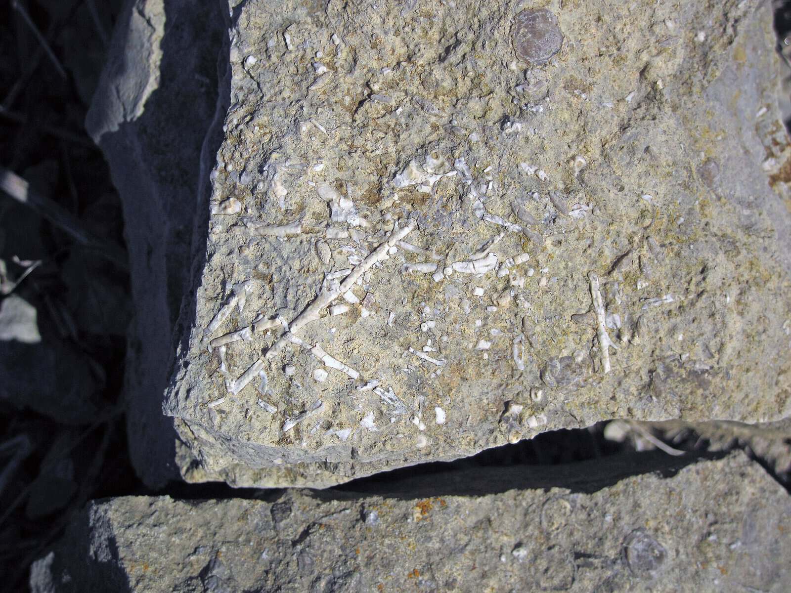 A slab of fossil packed Pennsylvanian limestone, the gray rock that holds the fossil bed