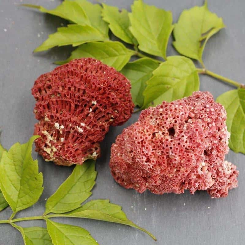 Fossilized red coral specimens from Nature's Treasures in Austin
