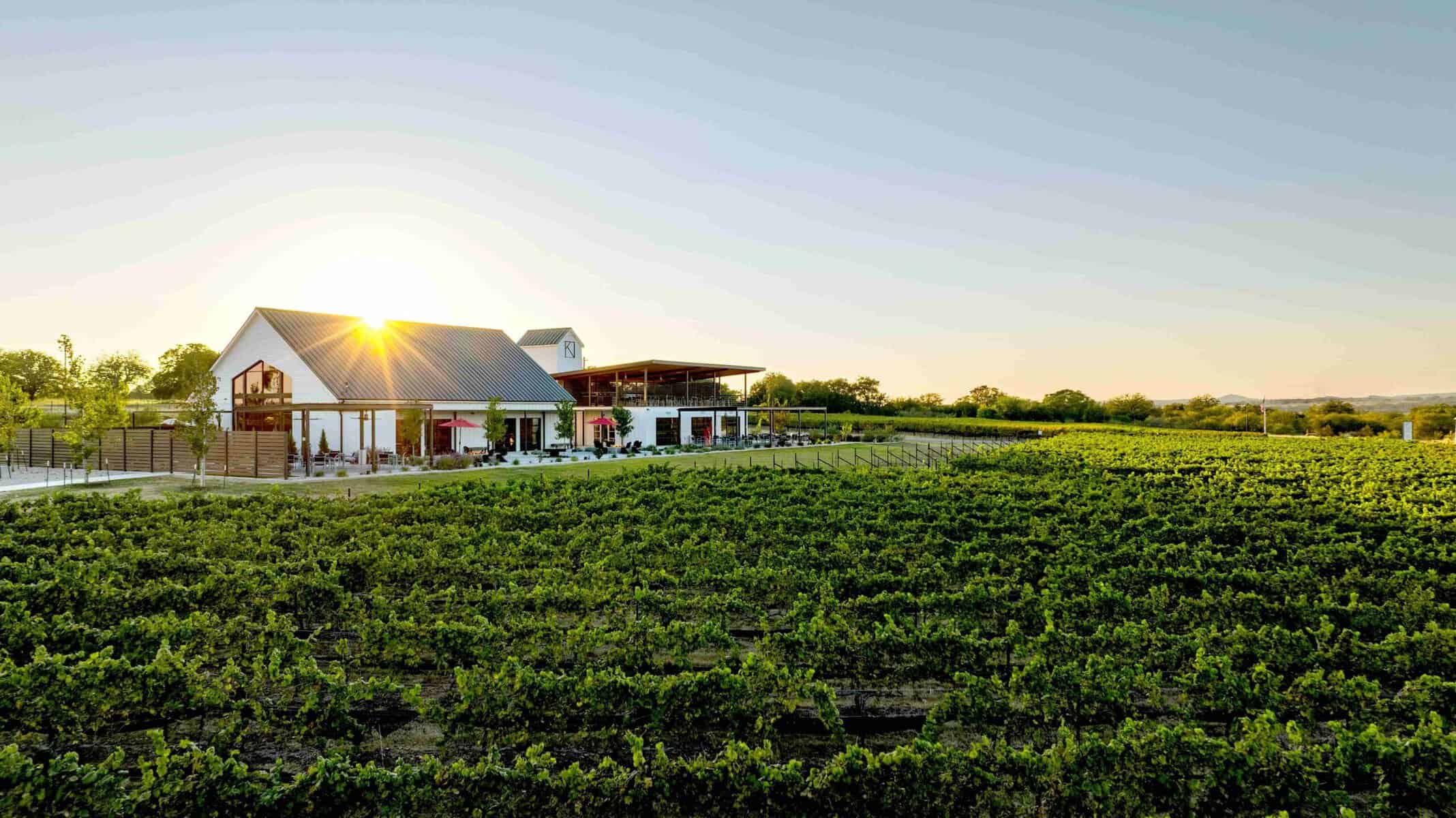 Golden-hour vineyard at a Fredericksburg winery in the Texas Hill Country
