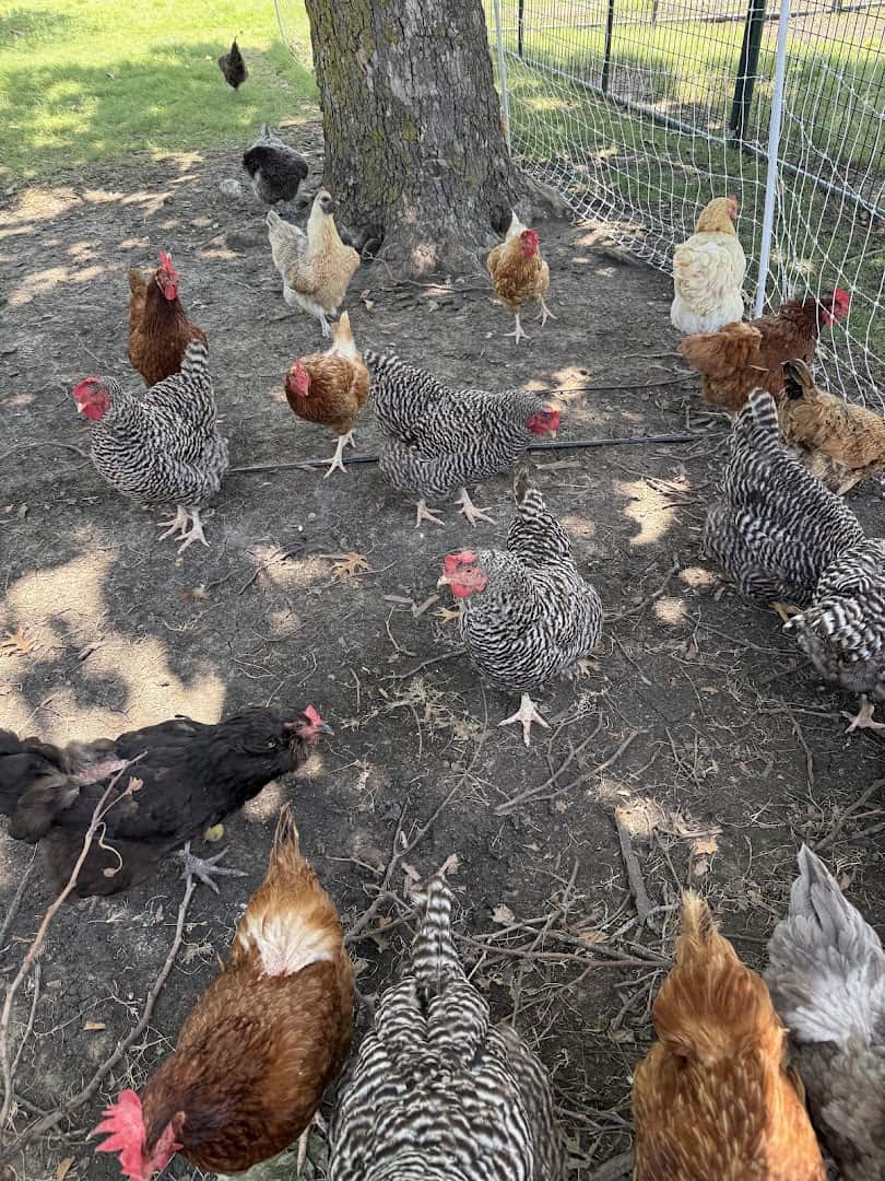 Free-ranging chickens at Huddin Homestead Fun Farm in Rockwall, Texas