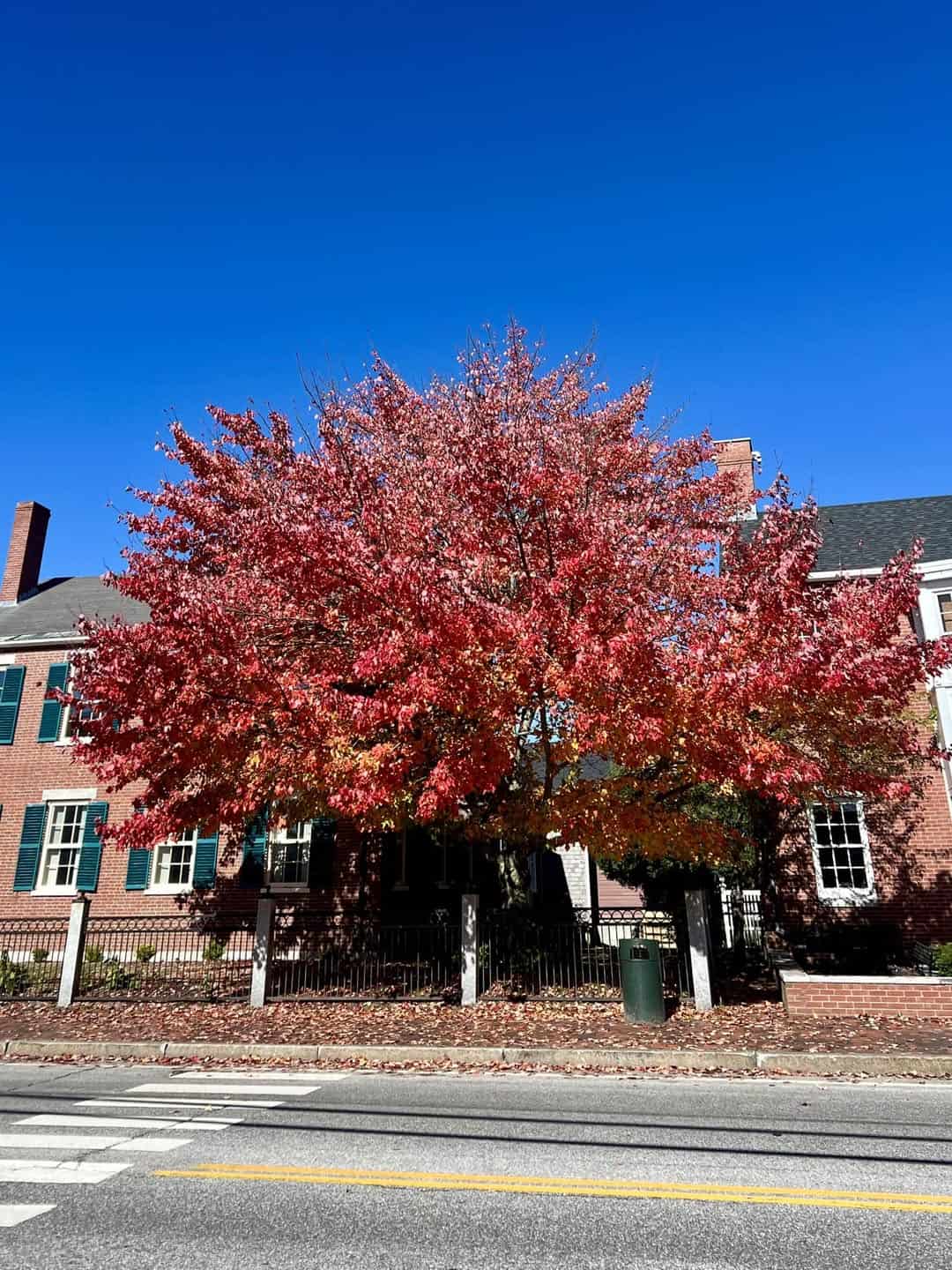 Historic brick building on Main Street framed by a red autumn maple in Freeport, Maine