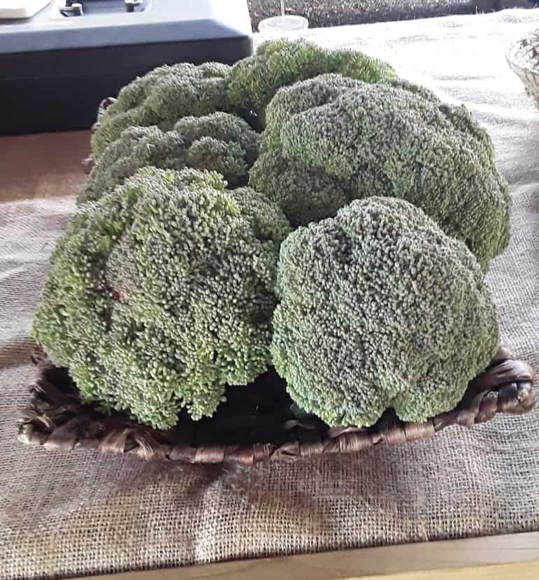 Fresh broccoli and cauliflower on a vendor table at the Palestine Farmers Market