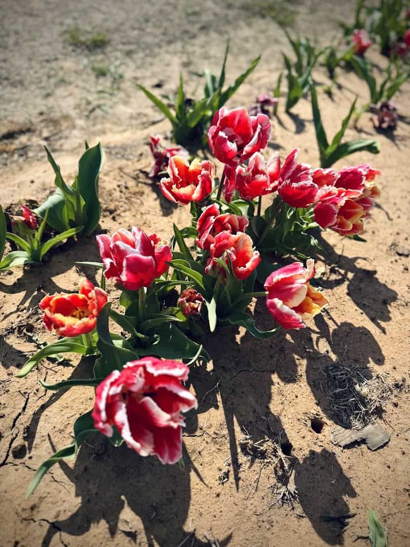 Fringed red and white tulip variety blooming at Texas-Tulips in Pilot Point