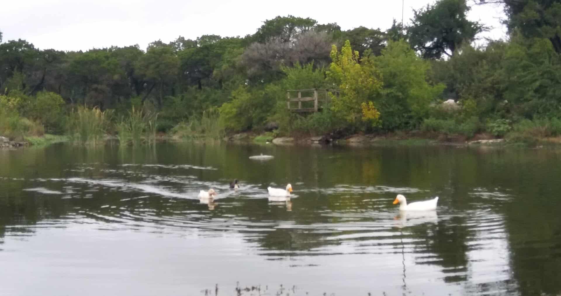 Geese swimming on the calm water of Tonk Creek at Tonkawa Falls City Park in Crawford, Texas